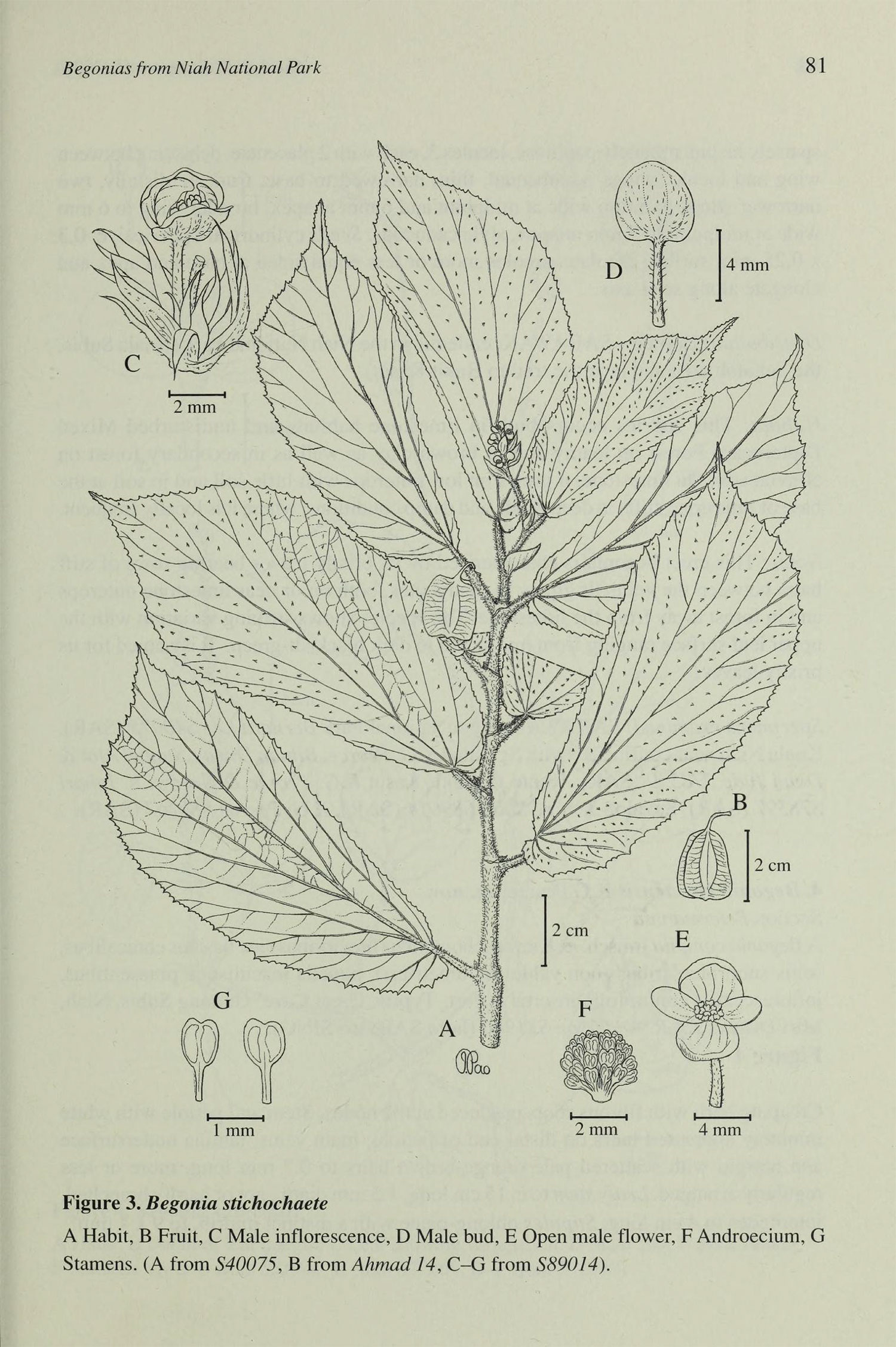 B. stichochaete